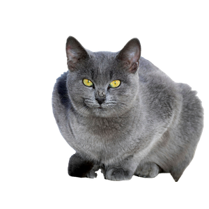 Close Up Of A Russian Blue Cat Sitting Outdoors In Tunisia, Highlighting Its Striking Yellow Eyes. 12666 - Cat PNG image with transparent background